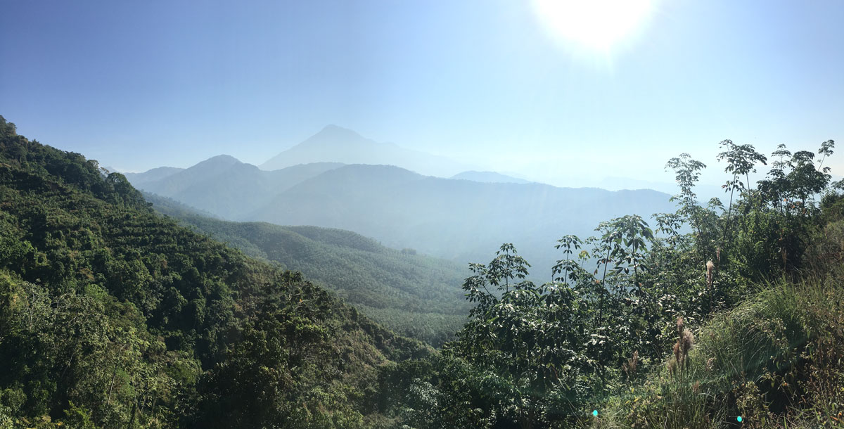 Coffee Landscape Guatemala
