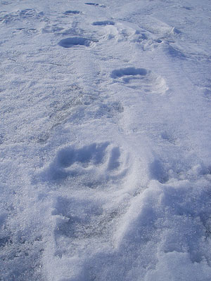 polar-bear-tracks-beaumonde.jpg